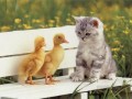 cat and ducks